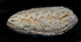 Agatized Fossil Pine (Seed) Cone From Morocco #30035-1